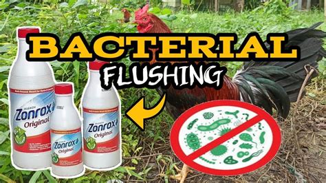 anti bacterial flushing for gamefowl|BACTERIAL FLUSHING MANDATORY O OPTIONAL .